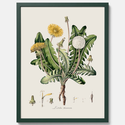 Maskros poster  – Botanisk poster, vintage, skolposter
