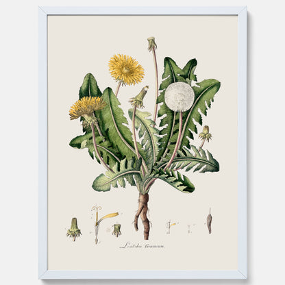 Maskros poster  – Botanisk poster, vintage, skolposter