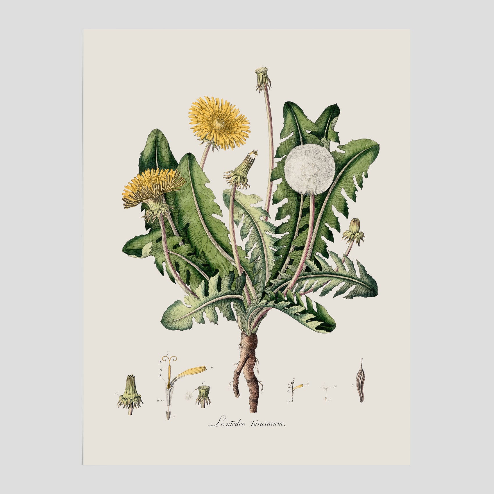 Maskros poster  – Botanisk poster, vintage, skolposter