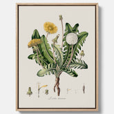 Maskros canvas  – Botanisk poster, vintage, skolposter