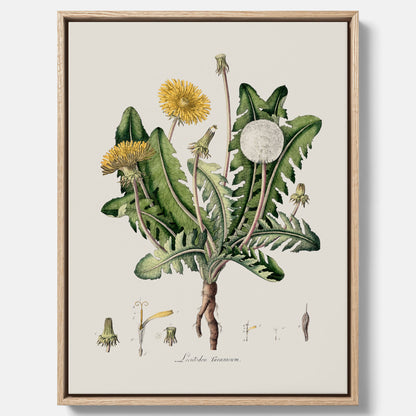 Maskros canvas  – Botanisk poster, vintage, skolposter