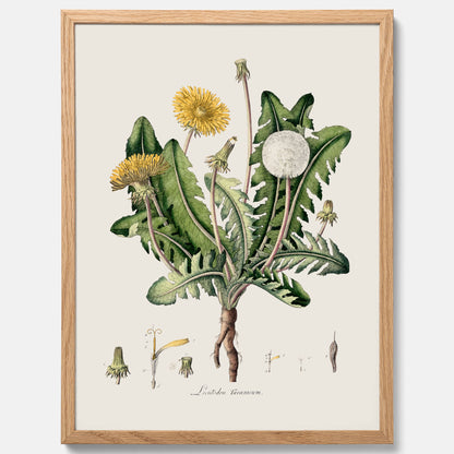 Maskros poster  – Botanisk poster, vintage, skolposter