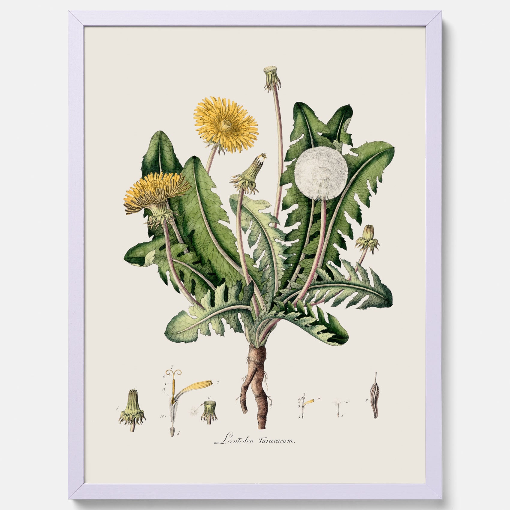 Maskros poster  – Botanisk poster, vintage, skolposter