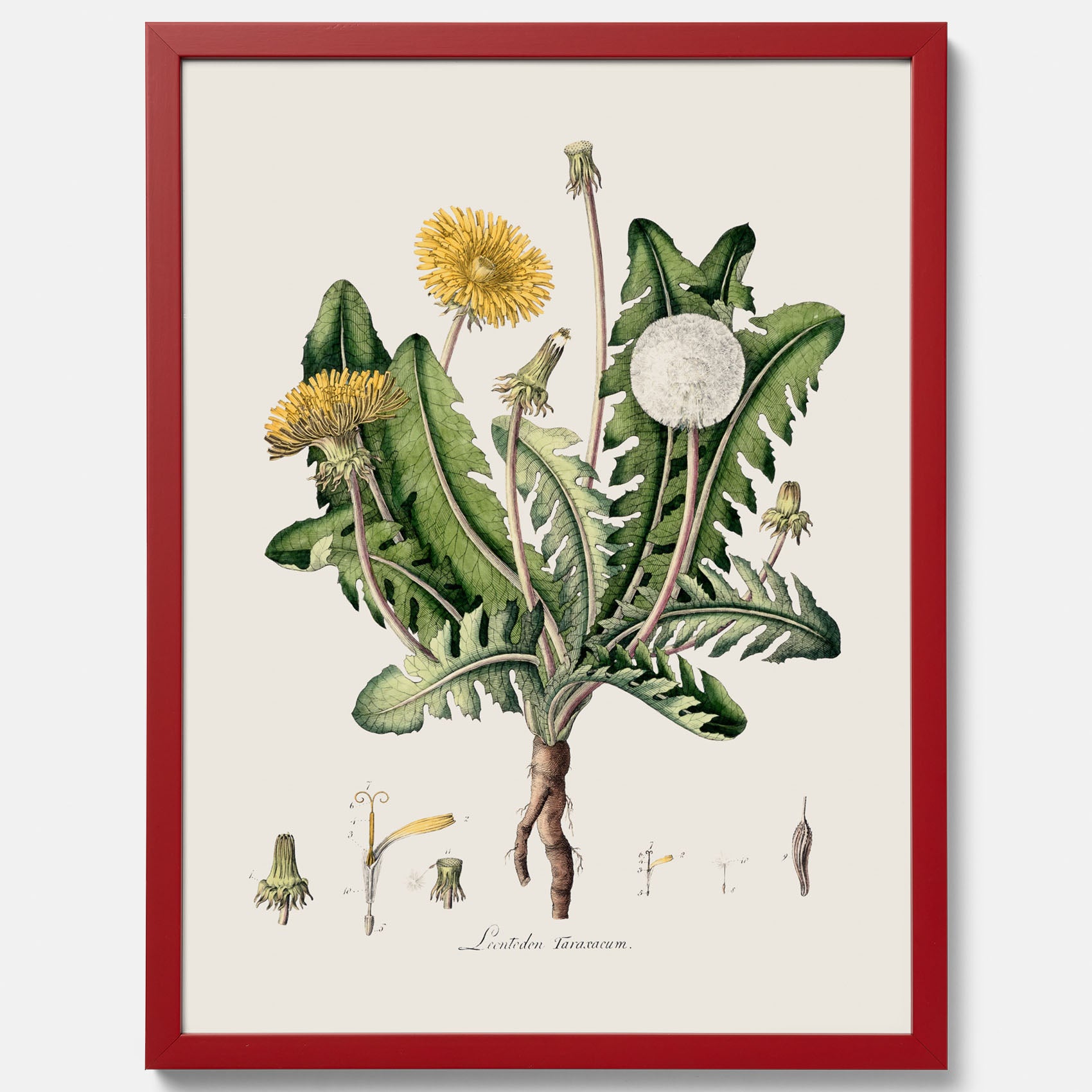 Maskros poster  – Botanisk poster, vintage, skolposter