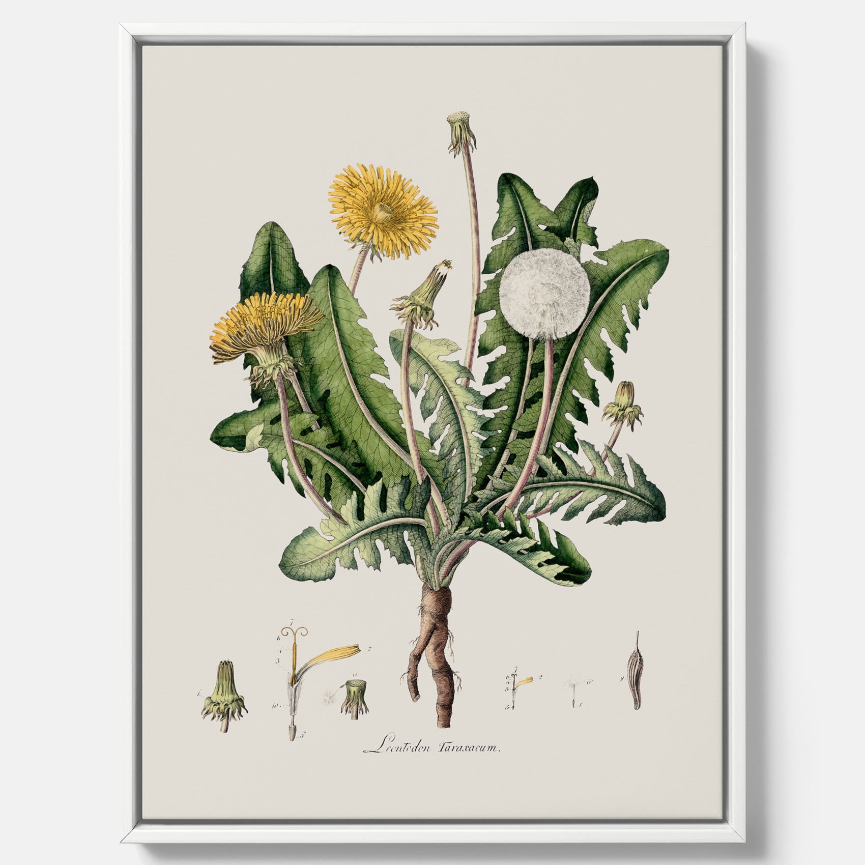 Maskros canvas  – Botanisk poster, vintage, skolposter