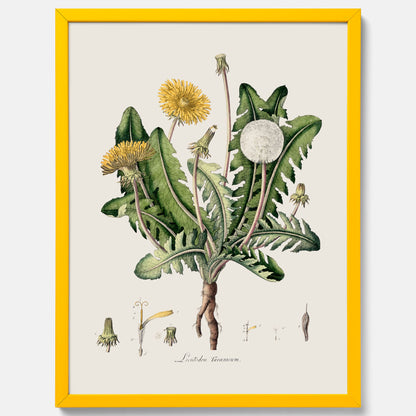 Maskros poster  – Botanisk poster, vintage, skolposter