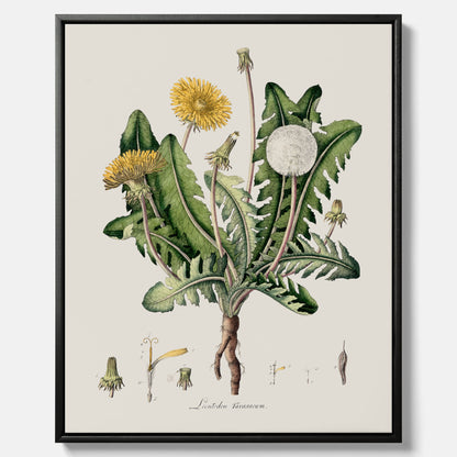 Maskros canvas  – Botanisk poster, vintage, skolposter