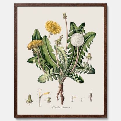 Maskros poster  – Botanisk poster, vintage, skolposter