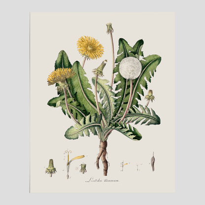 Maskros poster  – Botanisk poster, vintage, skolposter