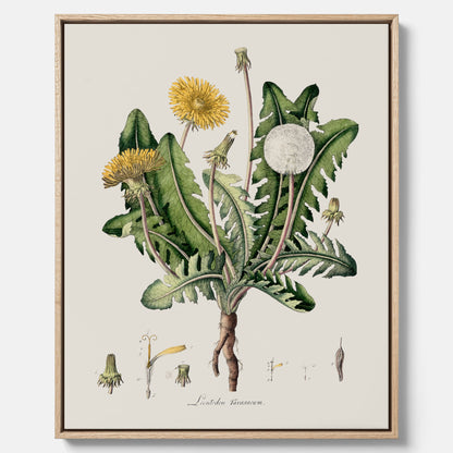Maskros canvas  – Botanisk poster, vintage, skolposter