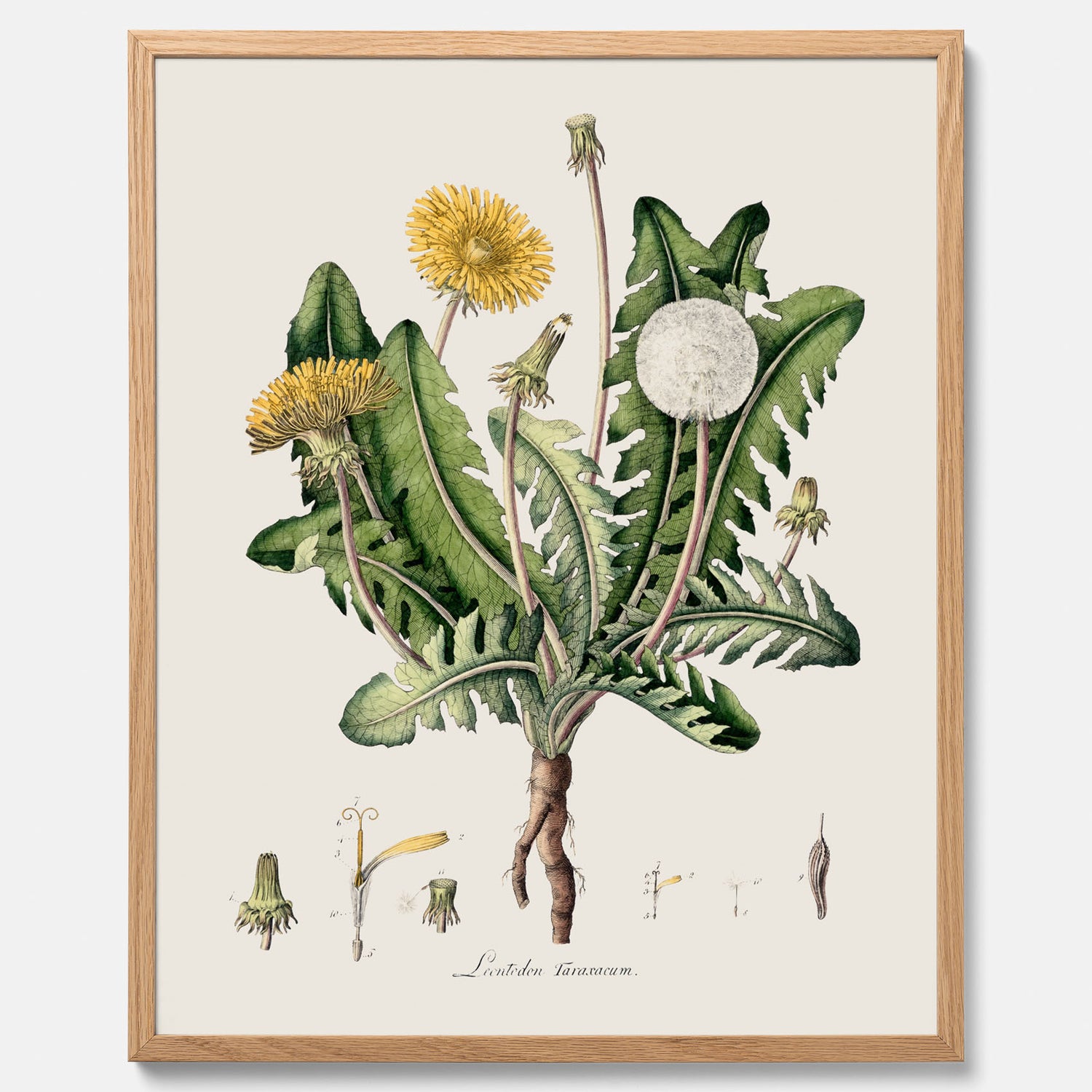 Maskros poster  – Botanisk poster, vintage, skolposter