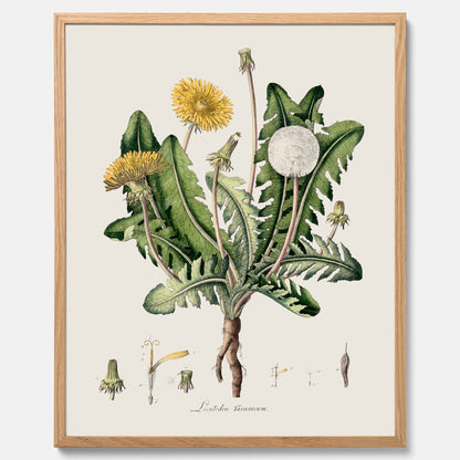 Maskros poster  – Botanisk poster, vintage, skolposter
