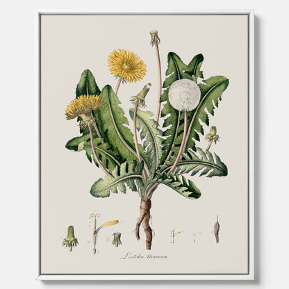 Maskros canvas  – Botanisk poster, vintage, skolposter