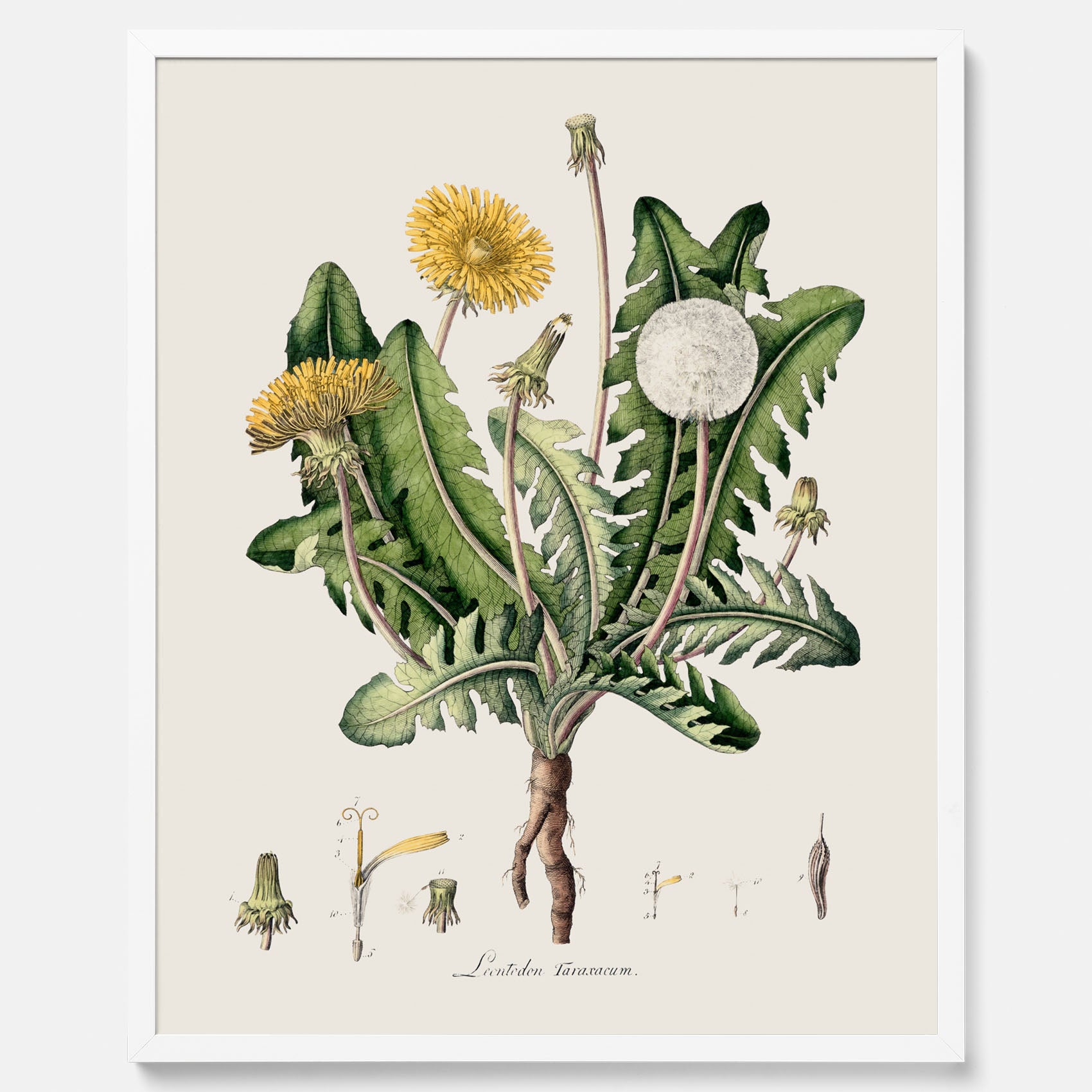 Maskros poster  – Botanisk poster, vintage, skolposter