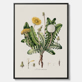 Maskros canvas  – Botanisk poster, vintage, skolposter