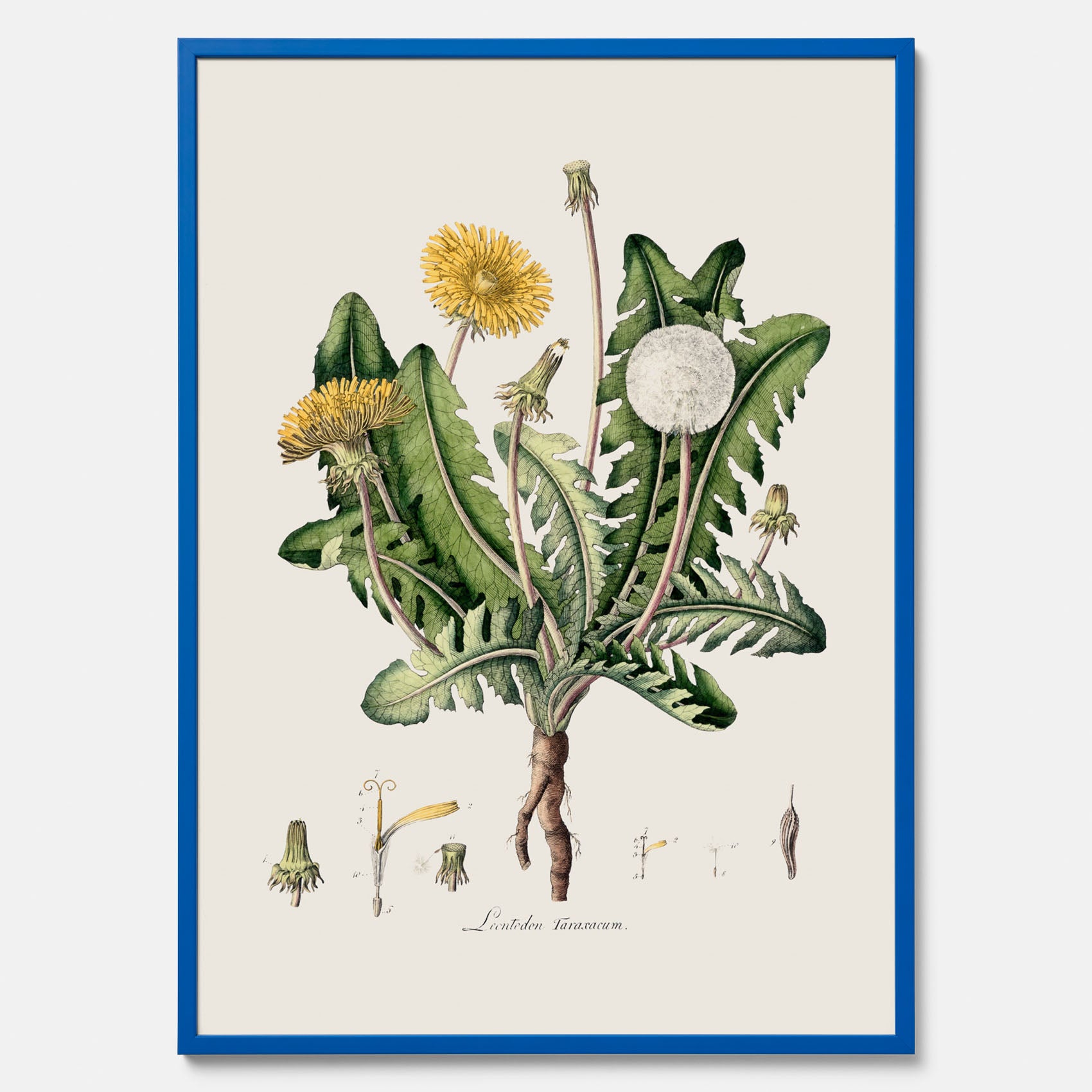Maskros poster  – Botanisk poster, vintage, skolposter