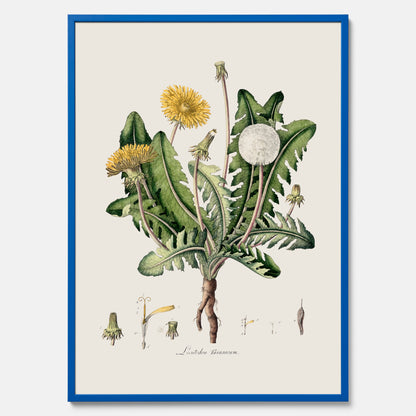 Maskros poster  – Botanisk poster, vintage, skolposter