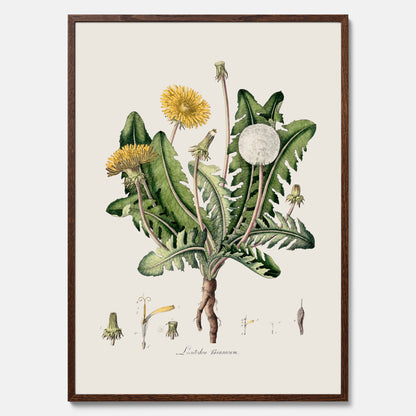Maskros poster  – Botanisk poster, vintage, skolposter