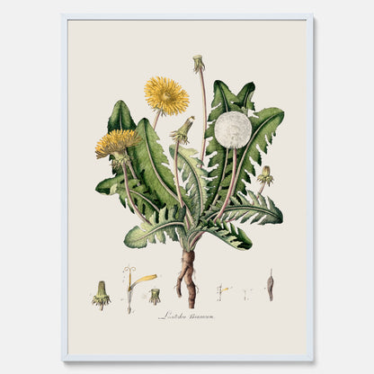 Maskros poster  – Botanisk poster, vintage, skolposter