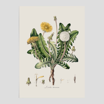 Maskros poster  – Botanisk poster, vintage, skolposter