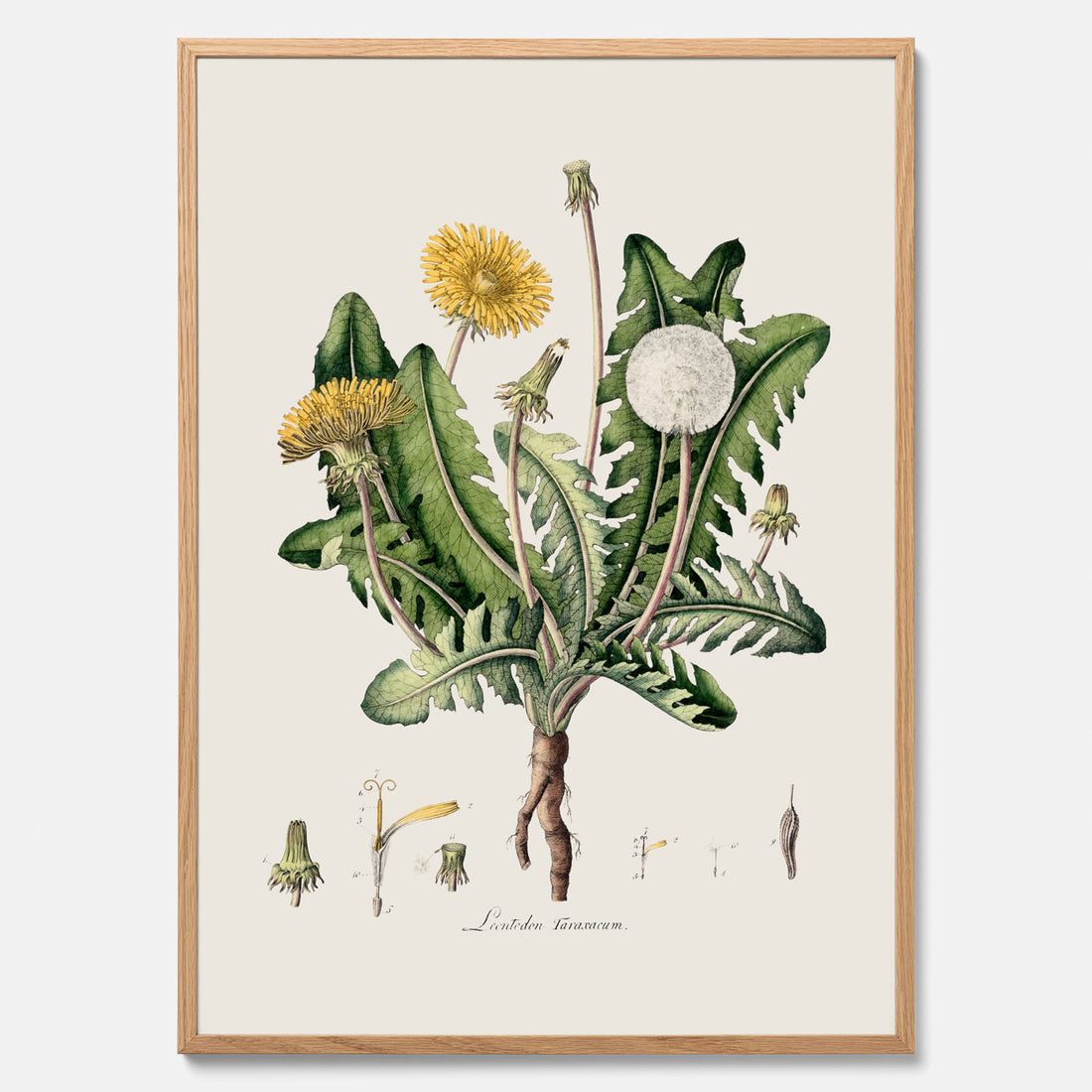 Maskros poster  – Botanisk poster, vintage, skolposter