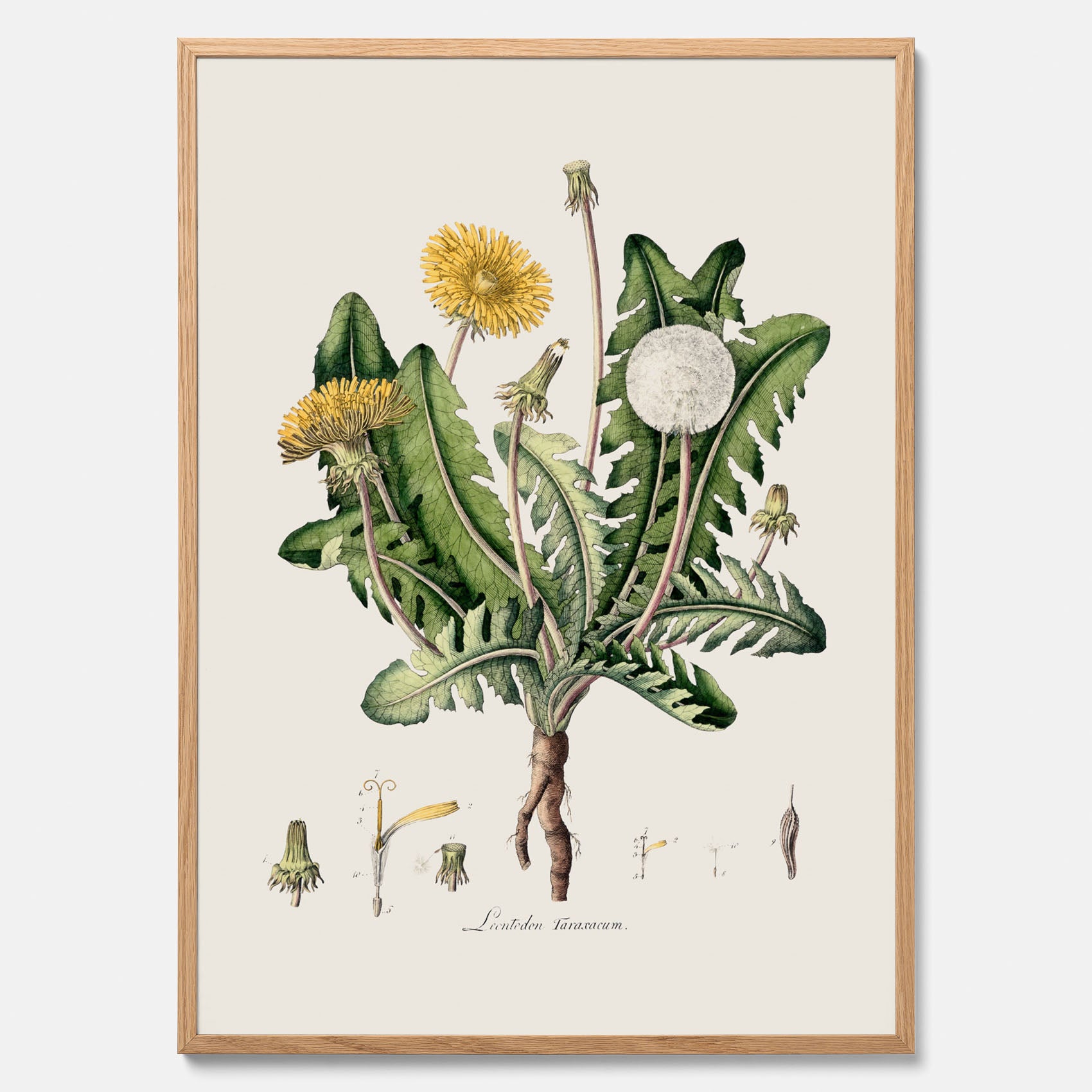 Maskros poster  – Botanisk poster, vintage, skolposter