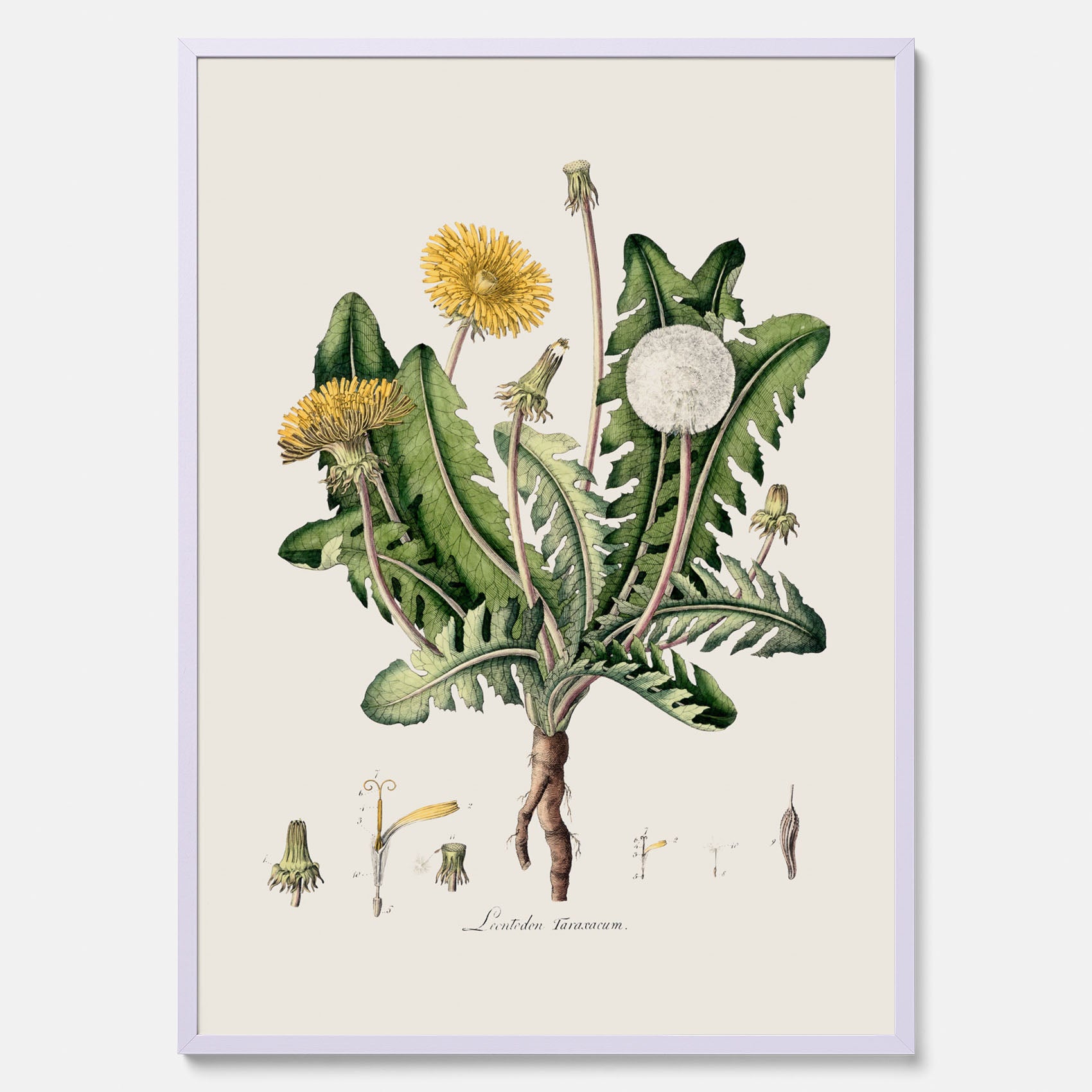 Maskros poster  – Botanisk poster, vintage, skolposter