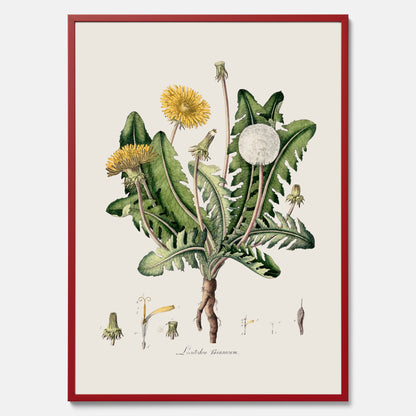 Maskros poster  – Botanisk poster, vintage, skolposter