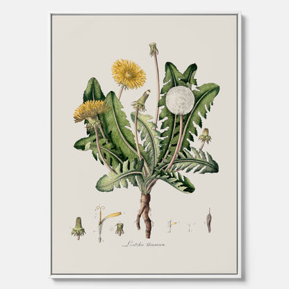 Maskros canvas  – Botanisk poster, vintage, skolposter