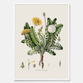 Maskros poster  – Botanisk poster, vintage, skolposter
