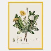 Maskros poster  – Botanisk poster, vintage, skolposter