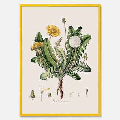 Maskros poster  – Botanisk poster, vintage, skolposter