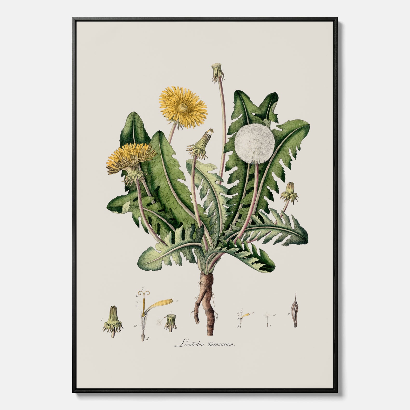 Maskros canvas  – Botanisk poster, vintage, skolposter