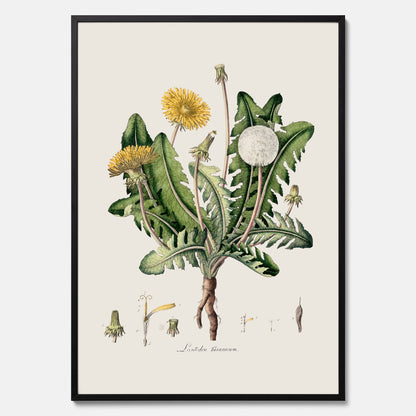Maskros poster  – Botanisk poster, vintage, skolposter