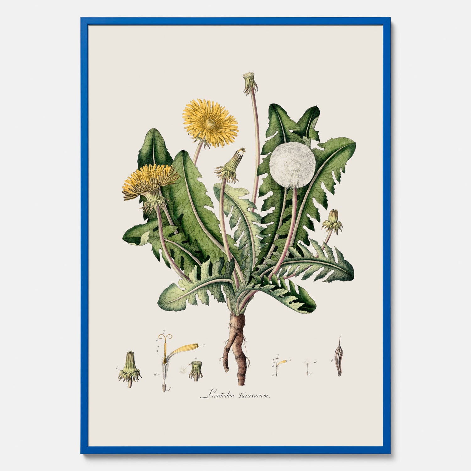 Maskros poster  – Botanisk poster, vintage, skolposter