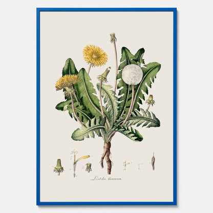 Maskros poster  – Botanisk poster, vintage, skolposter
