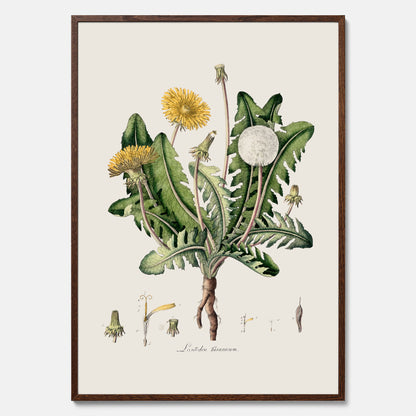 Maskros poster  – Botanisk poster, vintage, skolposter