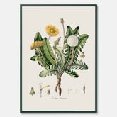 Maskros poster  – Botanisk poster, vintage, skolposter