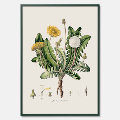 Maskros poster  – Botanisk poster, vintage, skolposter