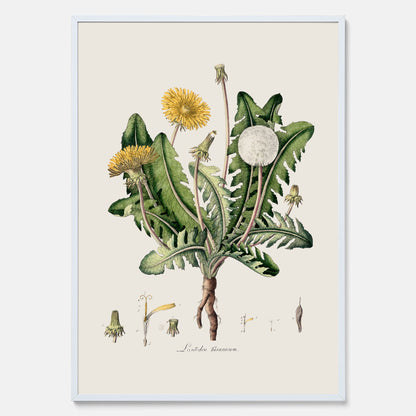 Maskros poster  – Botanisk poster, vintage, skolposter