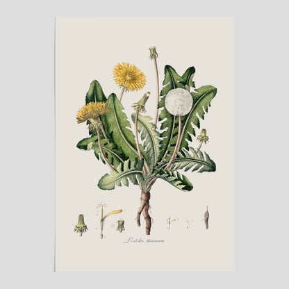 Maskros poster  – Botanisk poster, vintage, skolposter