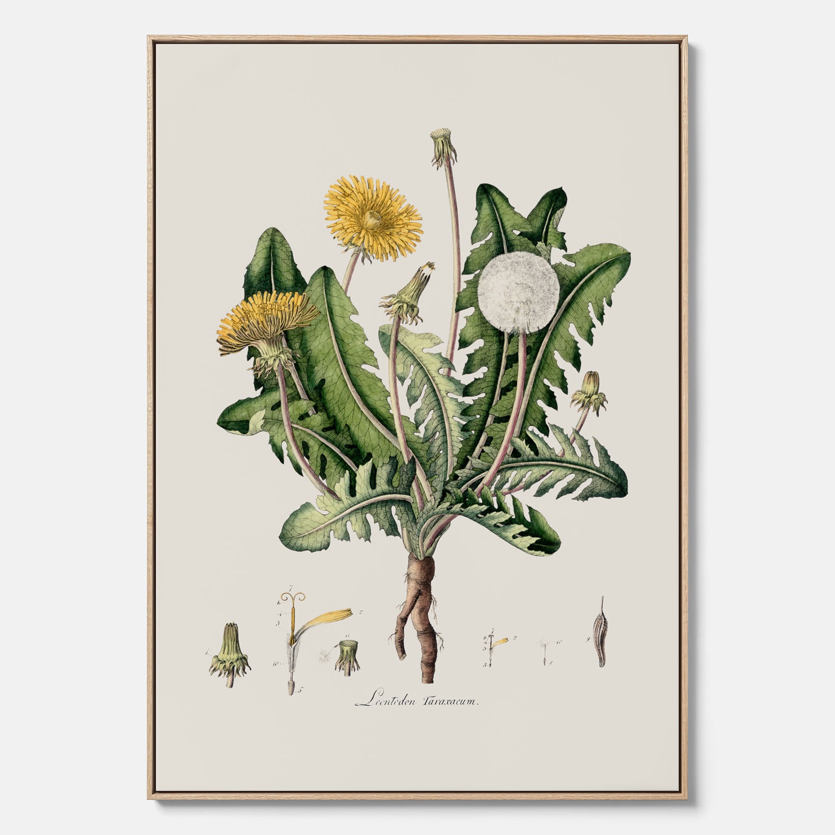Maskros canvas  – Botanisk poster, vintage, skolposter