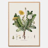 Maskros poster  – Botanisk poster, vintage, skolposter
