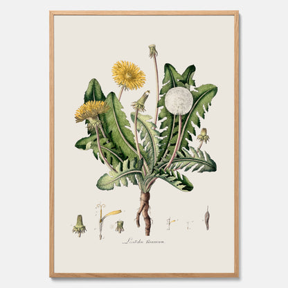 Maskros poster  – Botanisk poster, vintage, skolposter