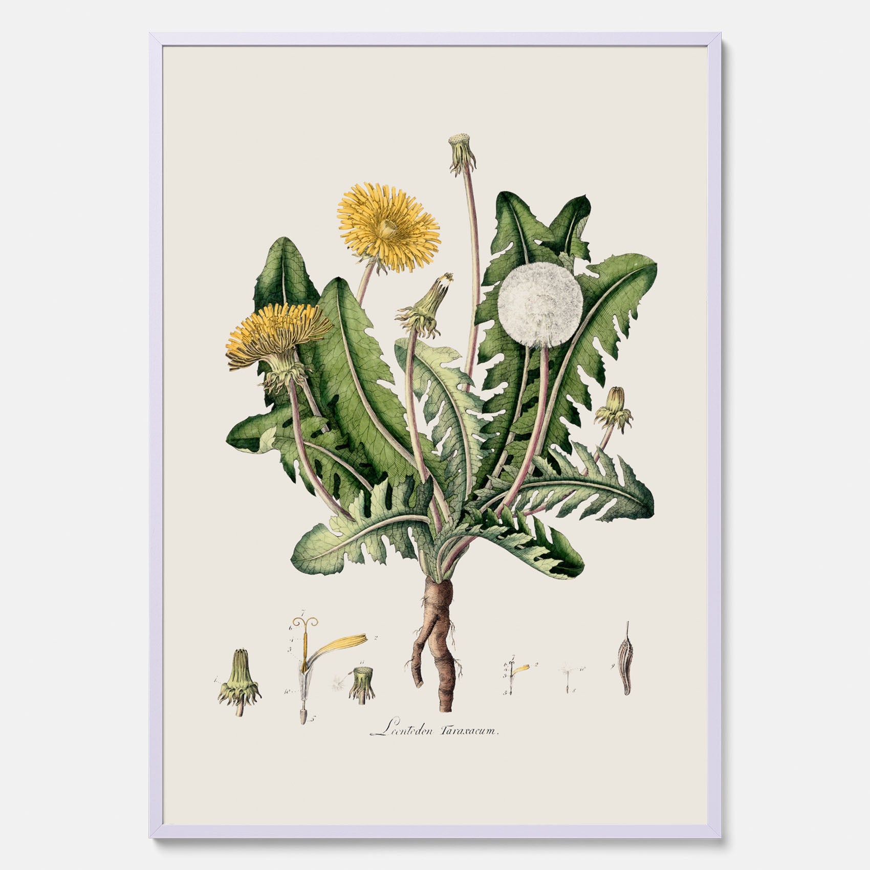 Maskros poster  – Botanisk poster, vintage, skolposter