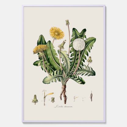 Maskros poster  – Botanisk poster, vintage, skolposter