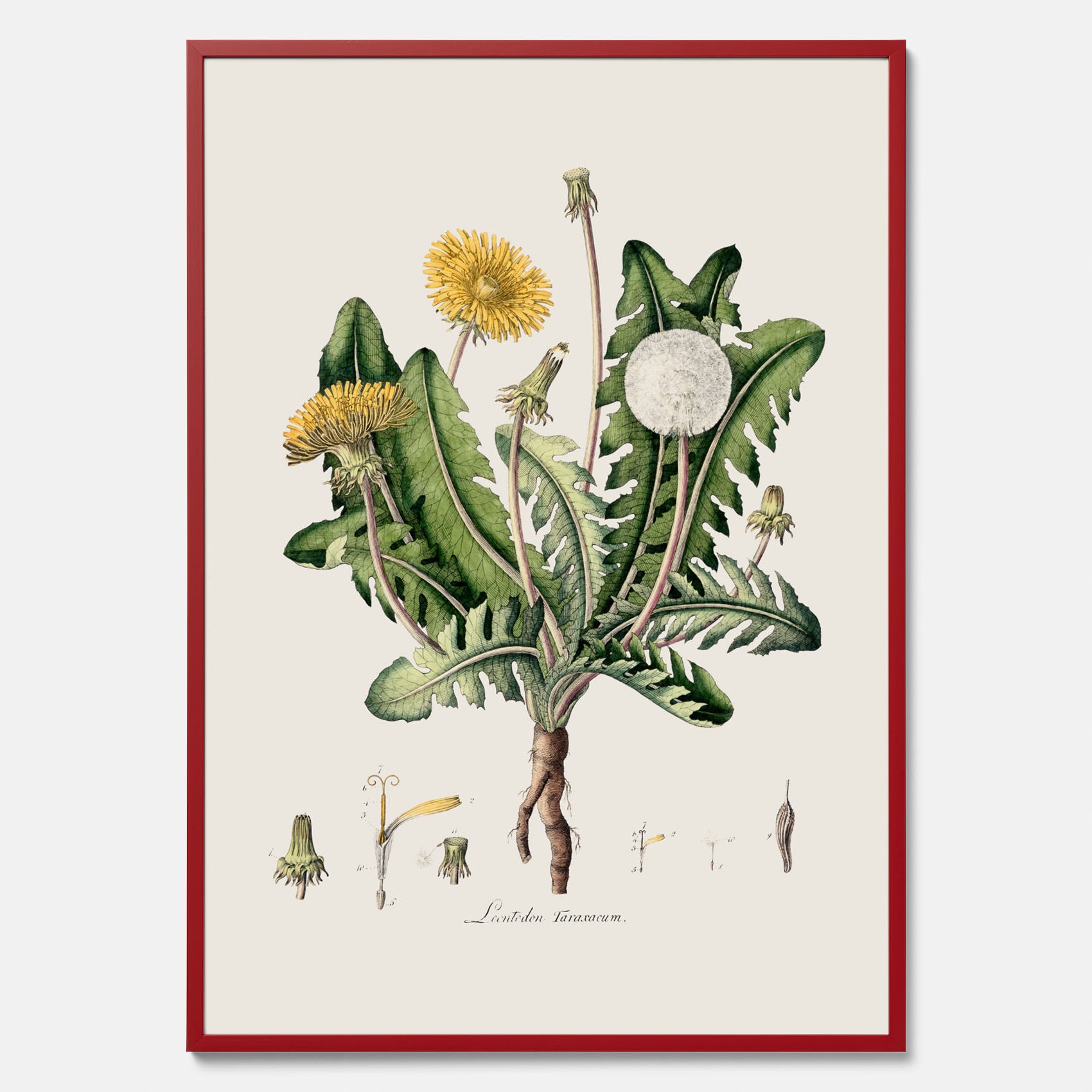 Maskros poster  – Botanisk poster, vintage, skolposter