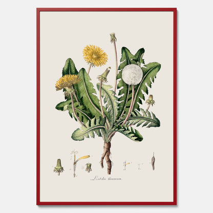 Maskros poster  – Botanisk poster, vintage, skolposter