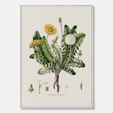 Maskros canvas  – Botanisk poster, vintage, skolposter