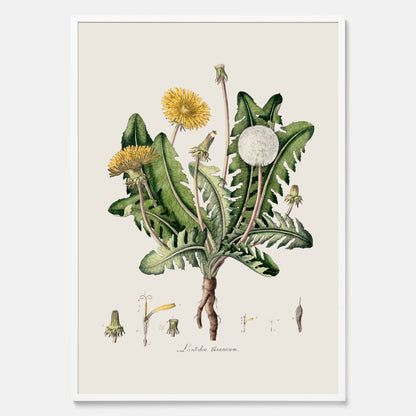 Maskros poster  – Botanisk poster, vintage, skolposter